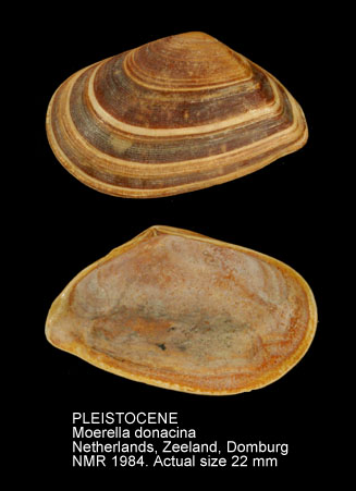 PLEISTOCENE Moerella donacina.jpg - PLEISTOCENE Moerella donacina (Linnaeus,1758)